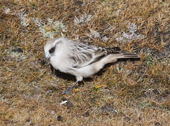 White-Rumped Snowfinch photo 1
