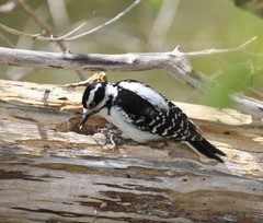 Dryobates pubescens