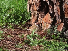 Passer montanus