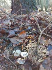 Tricholoma terreum image