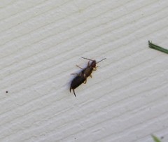 Forficula auricularia
