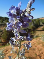 Sophora stenophylla