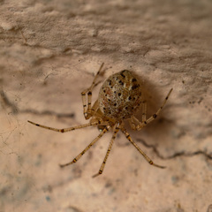 Platnickina nigropunctata