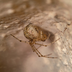 Platnickina nigropunctata