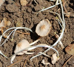Conocybe apala