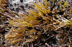 Ahnfeltiopsis concinna