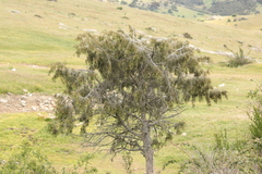 Juniperus