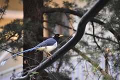 Urocissa flavirostris