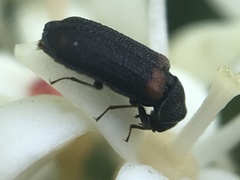 Melyrodes basalis