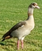Alopochen aegyptiaca image