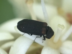 Melyrodes basalis