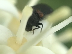 Melyrodes basalis