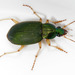 Green Pubescent Ground Beetle - Photo (c) Patrick Coin, some rights reserved (CC BY-NC-SA)