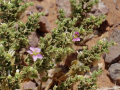 Fagonia mollis