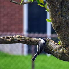 Poecile atricapillus