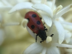 Pelonides quadripunctata