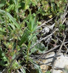 Haplophyllum linifolium