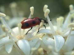 Pelonides quadripunctata