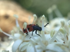 Pelonides quadripunctata