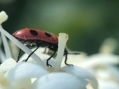 Pelonides quadripunctata