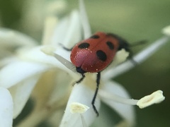 Pelonides quadripunctata