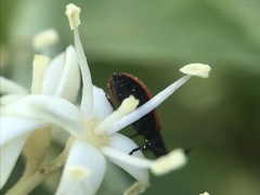 Pelonides quadripunctata