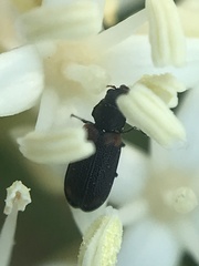 Melyrodes basalis