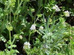 Valerianella coronata
