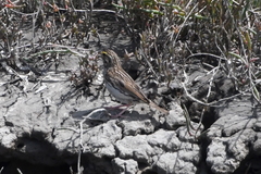 Passerculus sandwichensis alaudinus