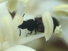 Melyrodes basalis