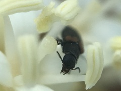 Melyrodes basalis
