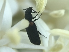 Melyrodes basalis