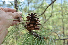 Pinus yunnanensis