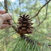 Yunnan Pine - Photo (c) Chauncey, some rights reserved (CC BY-NC), uploaded by Chauncey