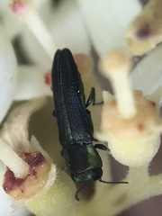 Agrilaxia