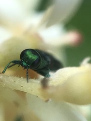 Agrilaxia