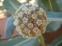 Asclepias welshii