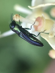 Agrilaxia