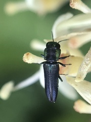 Agrilaxia
