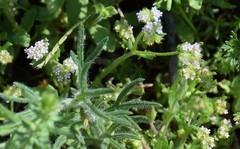 Valerianella coronata