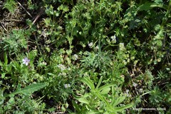 Valerianella coronata