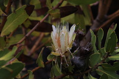 Protea aurea aurea