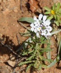 Iberis pectinata
