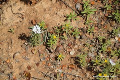 Iberis pectinata