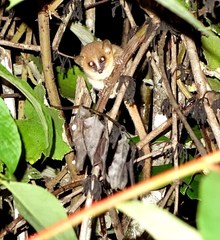 Microcebus lehilahytsara