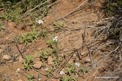 Iberis pectinata