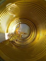 Pelodytes atlanticus