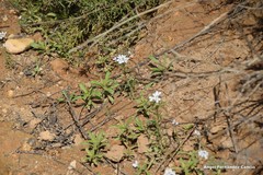 Iberis pectinata