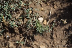 Helianthemum asperum