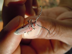 Tetraopes annulatus